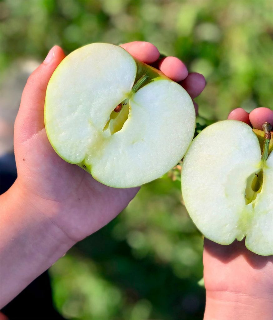 Delat äpple med kärnhusen synliga