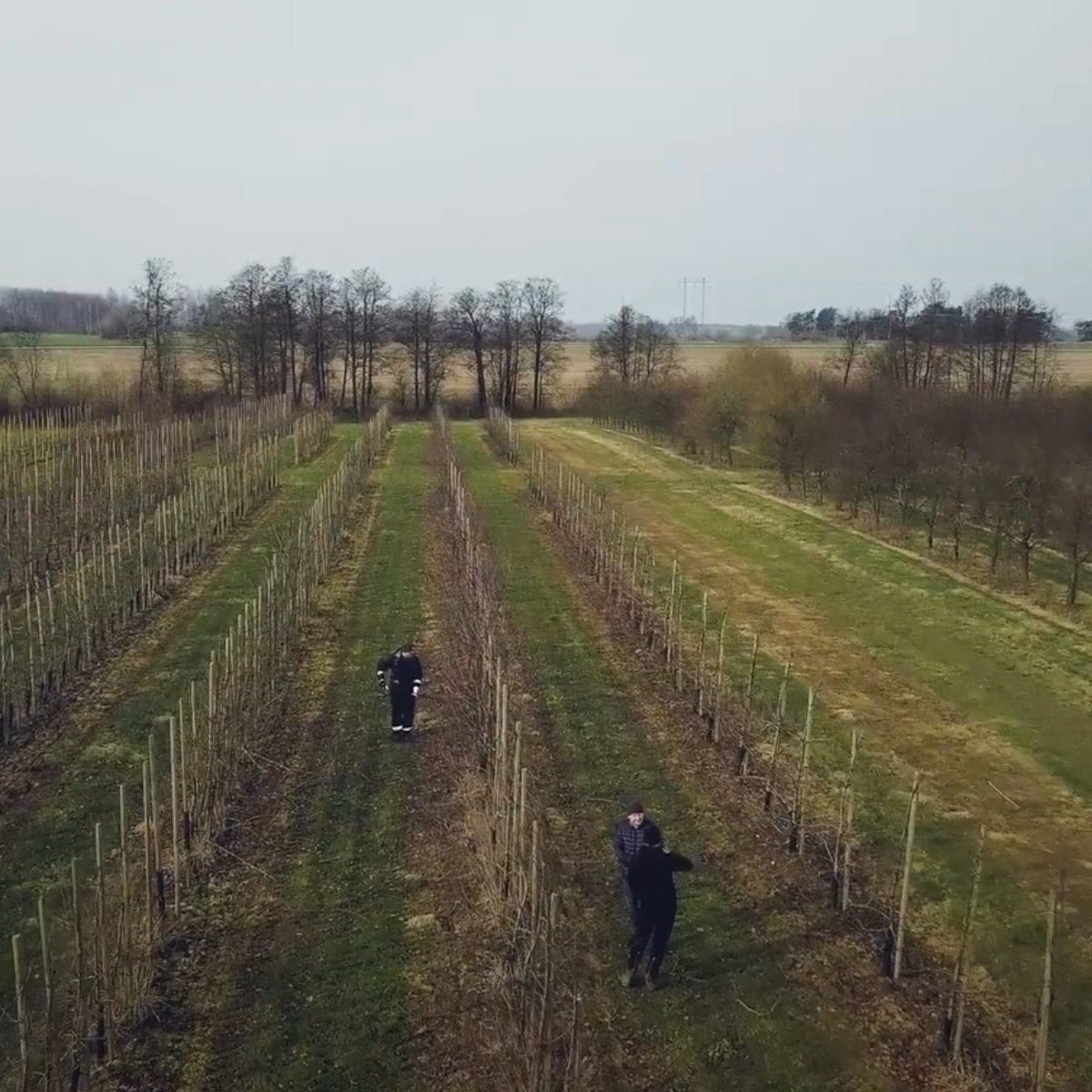 Beskärning av äppelträd för kommersiell fruktproduktion