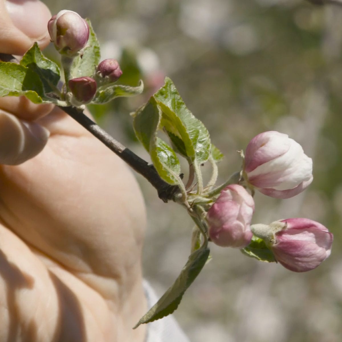 Utveckling av framtidens äppelsorter genom kontrollerade korsningar - Framtidens Frukt