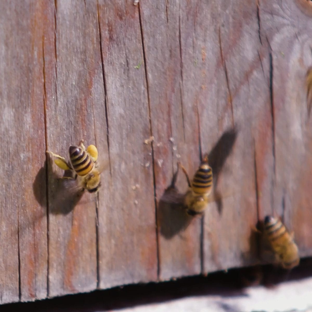 om pollinering i ekologisk biodling