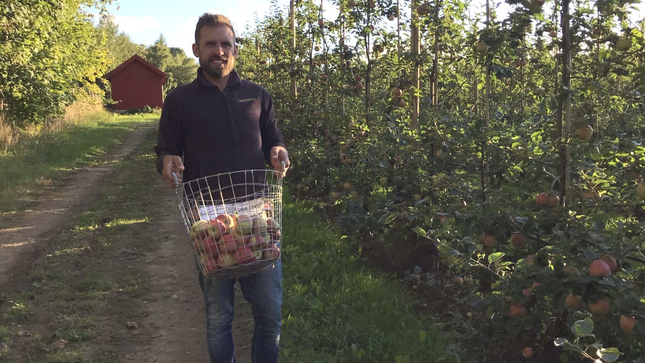 Skepparslöv lundmark ekologiska äpplets dag