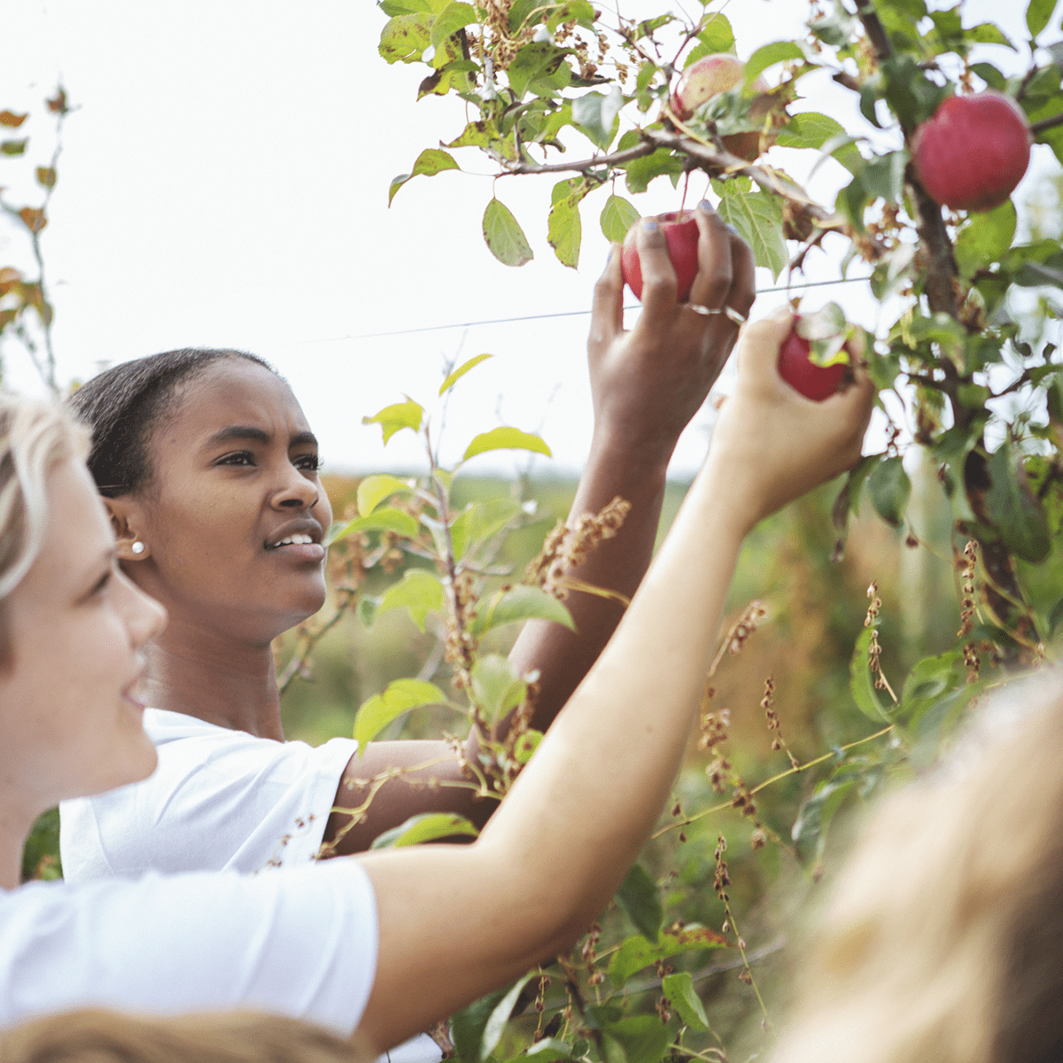 äpplen juleboda gård flera barn äpple fotograf anki blomqvist