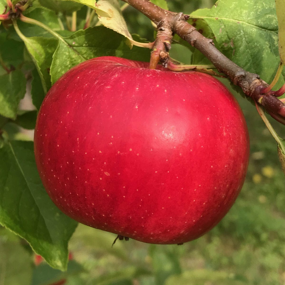 Folke äppelsort Framtidens frukt