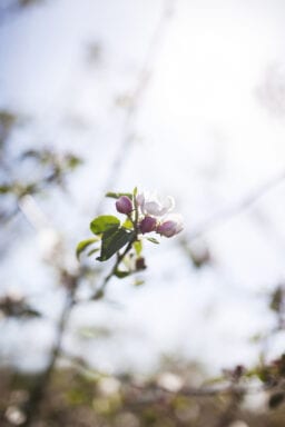 Framtidens Frukt 4 Foto Anki Blomqvist