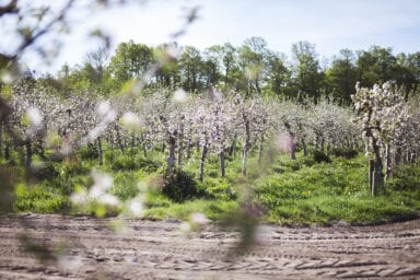 Framtidens Frukt 5 Foto Anki Blomqvist