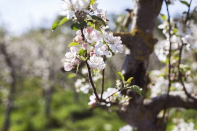 Framtidens Frukt 6 Foto Anki Blomqvist