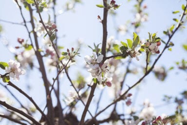 Framtidens Frukt 7 Foto Anki Blomqvist