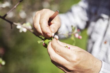 Framtidens Frukt 8 Foto Anki Blomqvist