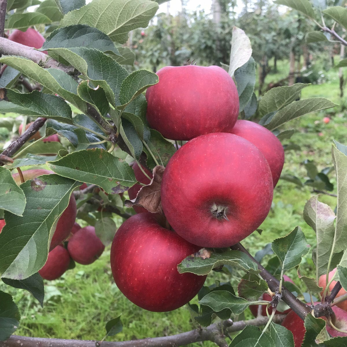 Rubinstep Pirouette äppelsort framtidens frukt