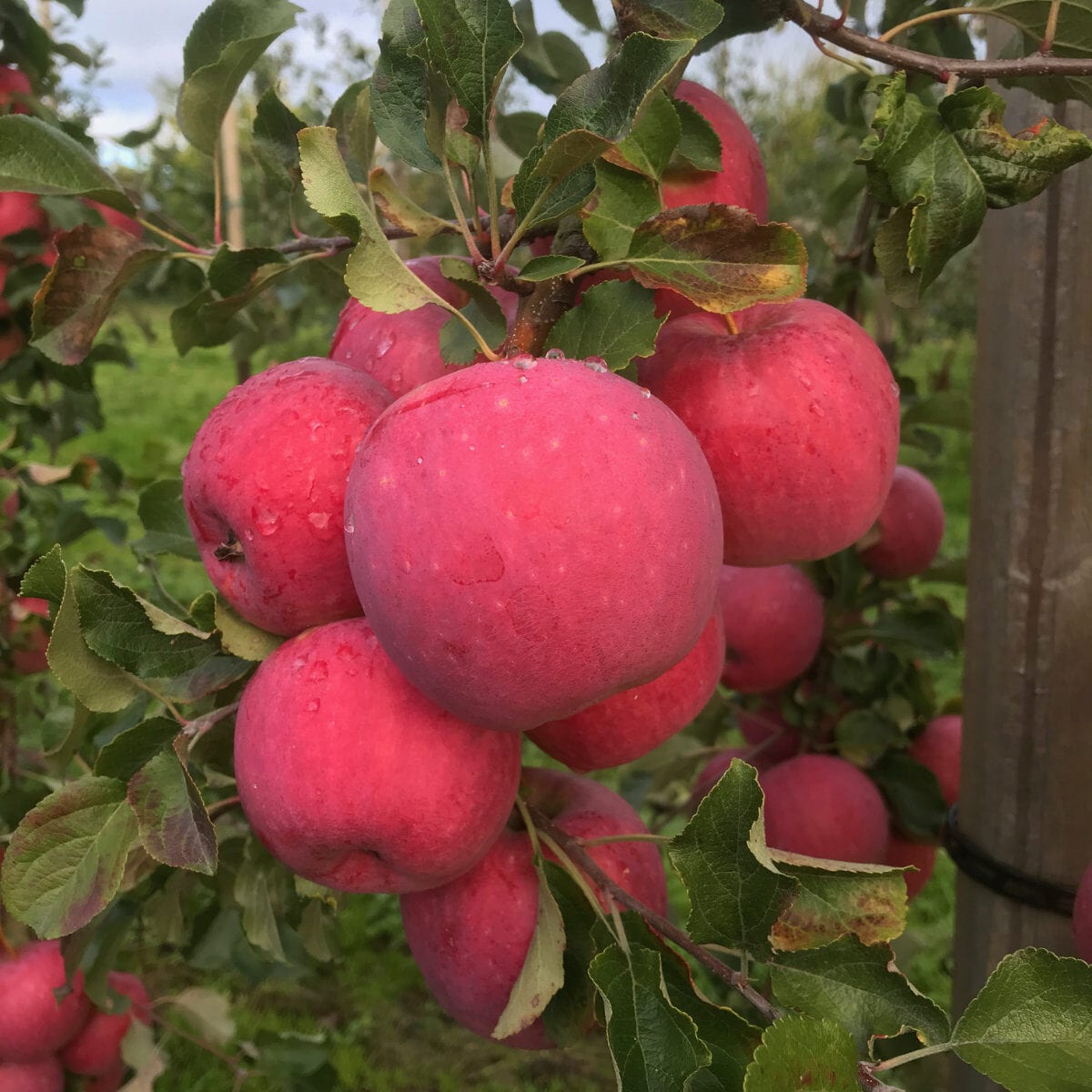 Reanda äppelsorter äppelodling framtidens frukt