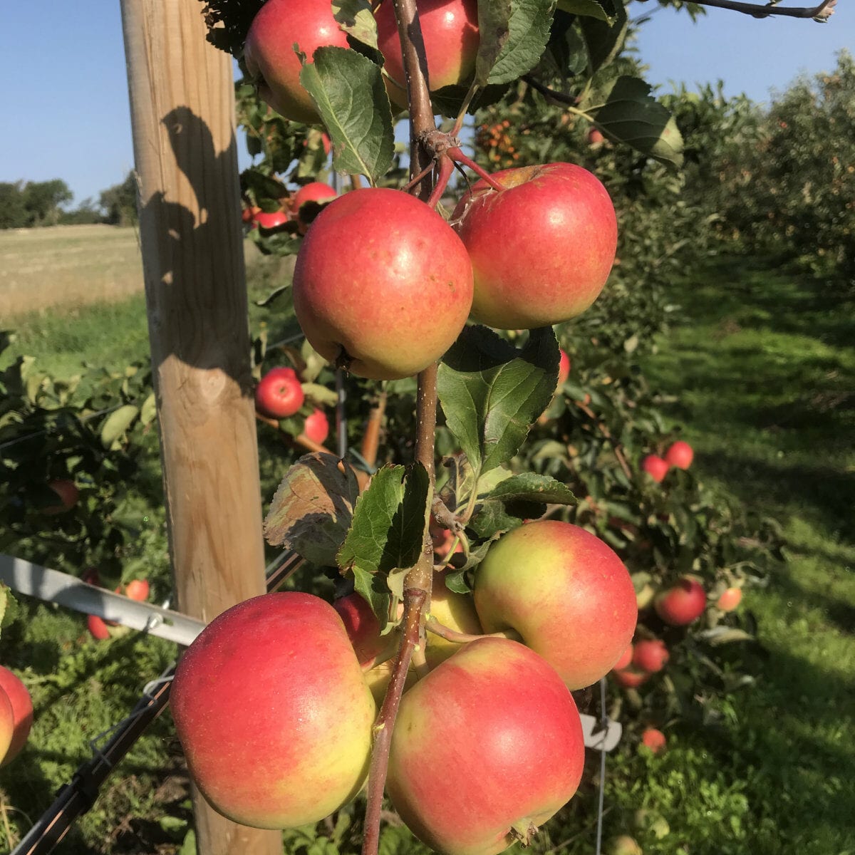 Saltanat äppelsort äppelodling framtidens frukt